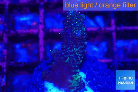 Acropora millepora 1-2 cm WYSIWYG acclimaté