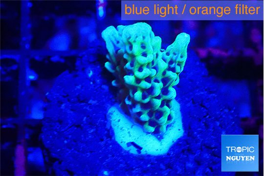 Montipora green & purple polyps 1-2 cm WYSIWYG acclimaté