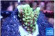 Montipora green & purple polyps 1-2 cm WYSIWYG acclimaté
