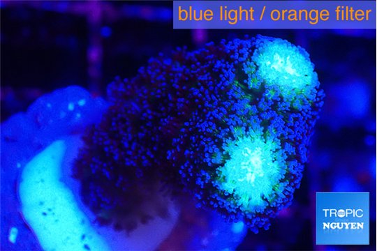 Stylophora milka 2-3 cm WYSIWYG acclimaté