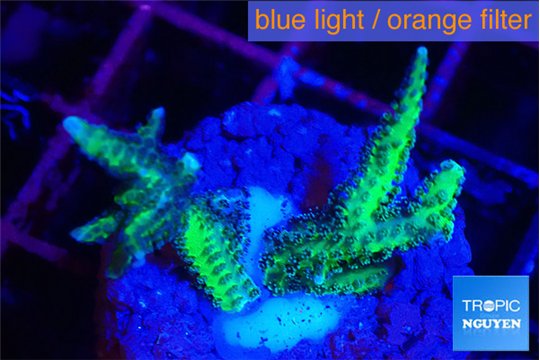 Seriatopra hystrix green gold 1-2 cm WYSIWYG acclimaté