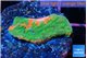 Montipora graphted 1-2 cm WYSIWYG acclimaté