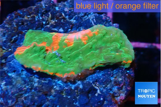 Montipora graphted 1-2 cm WYSIWYG acclimaté