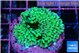 Montipora green purple polyps 2-4 cm WYSIWYG acclimaté