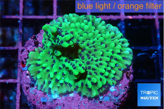 Montipora green purple polyps 2-4 cm WYSIWYG acclimaté