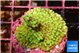 Montipora green purple polyps 2-4 cm WYSIWYG acclimaté