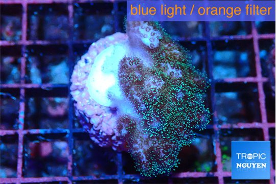 Pocillopora damicornis green & pink tip 2 cm WYSIWYG acclimaté