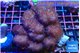 Pocillopora verrucosa pink 7-10 cm WYSIWYG acclimaté