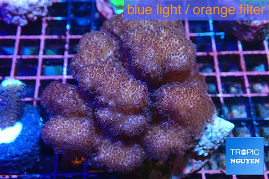 Pocillopora verrucosa pink 7-10 cm WYSIWYG acclimaté