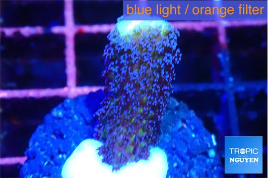 Stylophora milka 2-3 cm WYSIWYG acclimaté