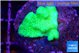 Pocillopora verrucosa toxic green 2 cm WYSIWYG acclimaté