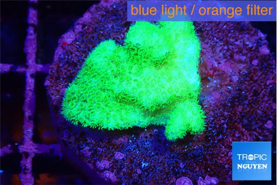 Pocillopora verrucosa toxic green 2 cm WYSIWYG acclimaté