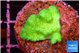 Pocillopora verrucosa toxic green 2 cm WYSIWYG acclimaté