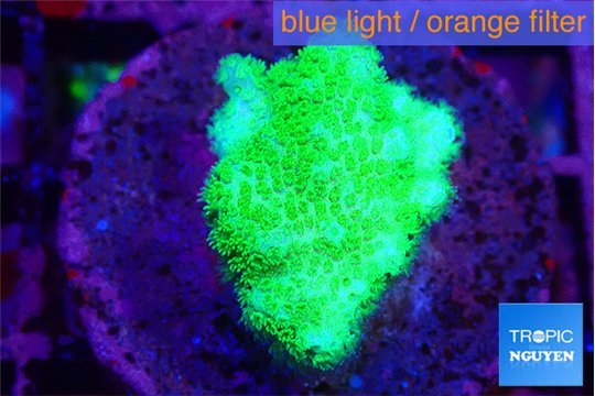 Pocillopora verrucosa toxic green 2 cm WYSIWYG acclimaté