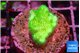 Pocillopora verrucosa toxic green 2 cm WYSIWYG acclimaté
