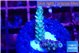 Acropora tenuis purple blue 2-3 cm WYSIWYG acclimaté