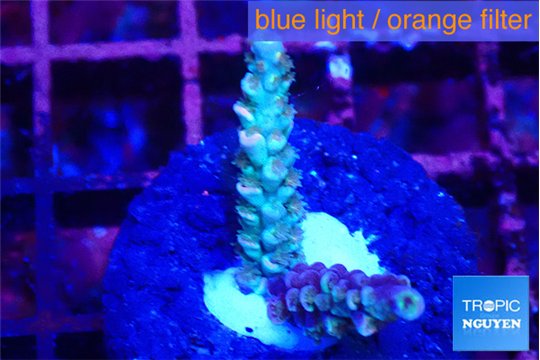 Acropora tenuis purple blue 2-3 cm WYSIWYG acclimaté