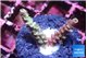 Acropora tenuis purple blue 2-3 cm WYSIWYG acclimaté