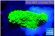 Acropora neon green 2-3 cm WYSIWYG acclimaté