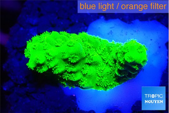 Acropora neon green 2-3 cm WYSIWYG acclimaté