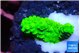Acropora neon green 2-3 cm WYSIWYG acclimaté