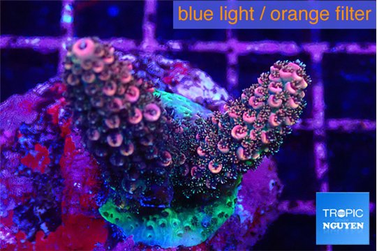 Acropora pink 3-4 cm WYSIWYG acclimaté