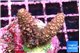 Acropora pink 3-4 cm WYSIWYG acclimaté