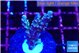 Acropora tenuis purple blue 2-3 cm WYSIWYG acclimaté