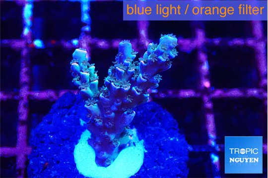 Acropora tenuis purple blue 2-3 cm WYSIWYG acclimaté