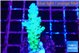 Acropora green blue Fijii 2-3 cm WYSIWYG acclimaté