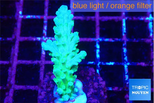 Acropora green blue Fijii 2-3 cm WYSIWYG acclimaté
