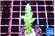 Acropora green blue Fijii 2-3 cm WYSIWYG acclimaté