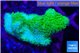 Pocillopora verrucosa toxic green 2 cm WYSIWYG acclimaté