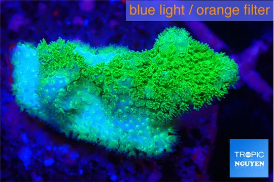 Pocillopora verrucosa toxic green 2 cm WYSIWYG acclimaté