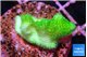 Pocillopora verrucosa toxic green 2 cm WYSIWYG acclimaté