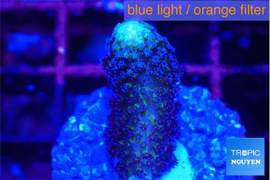 Stylophora milka 2-3 cm WYSIWYG acclimaté