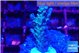 Acropora tenuis purple blue 2-3 cm WYSIWYG acclimaté