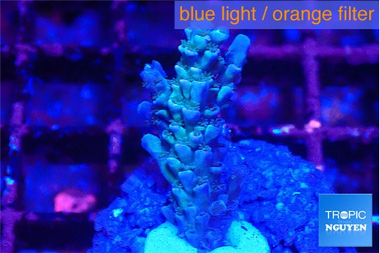 Acropora tenuis purple blue 2-3 cm WYSIWYG acclimaté