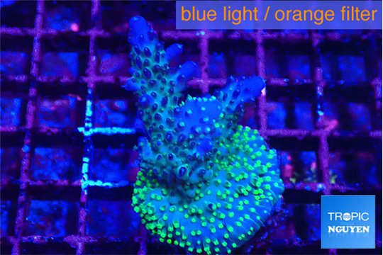 Acropora nana 3-4 cm WYSIWYG acclimaté