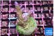 Acropora nana 3-4 cm WYSIWYG acclimaté