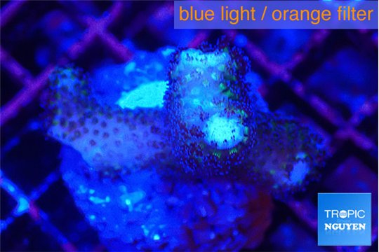 Pocillopora damicornis green & pink tip 2 cm WYSIWYG acclimaté