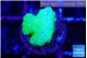 Pocillopora verrucosa toxic green 1 cm WYSIWYG acclimaté