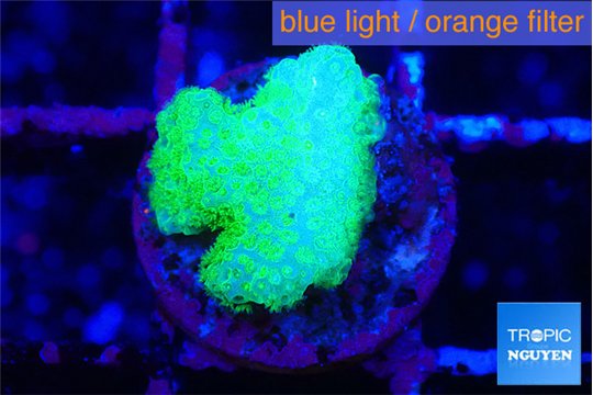 Pocillopora verrucosa toxic green 1 cm WYSIWYG acclimaté