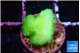 Pocillopora verrucosa toxic green 1 cm WYSIWYG acclimaté