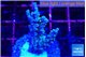 Acropora tenuis purple blue 2-3 cm WYSIWYG acclimaté