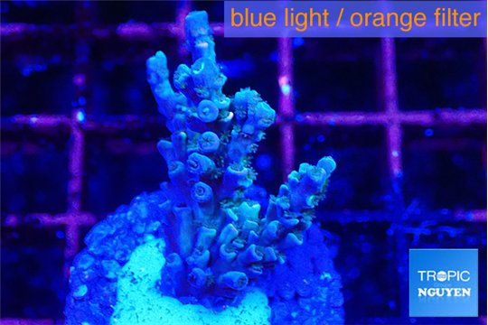 Acropora tenuis purple blue 2-3 cm WYSIWYG acclimaté