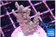 Acropora tenuis purple blue 2-3 cm WYSIWYG acclimaté