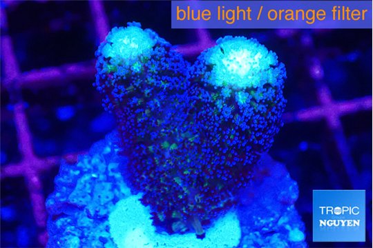 Stylophora milka 2-3 cm WYSIWYG acclimaté