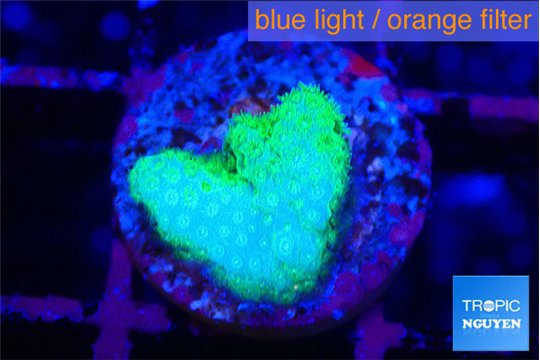 Pocillopora verrucosa toxic green 1 cm WYSIWYG acclimaté