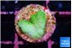 Pocillopora verrucosa toxic green 1 cm WYSIWYG acclimaté
